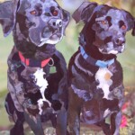 Two Labs